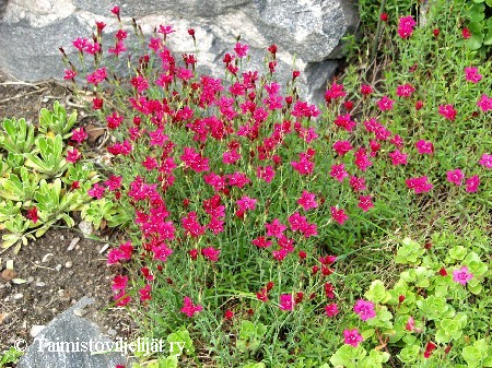 Dianthus deltoides 'Leuchtfunk'?